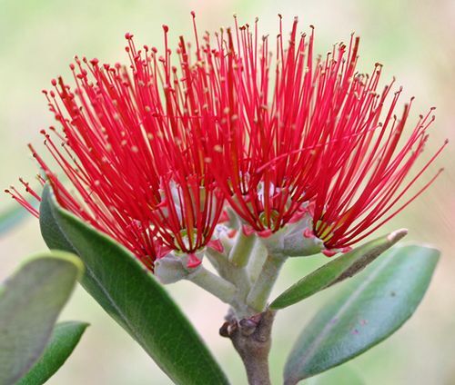 The Pohutukawa: New Zealand’s Christmas Tree in Bloom — and the Inspiration Behind Our Jewellery