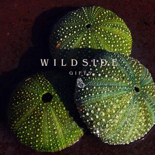 The Beauty of New Zealand's Kina: Wildside Gifts Sterling Silver Jewellery Collection
