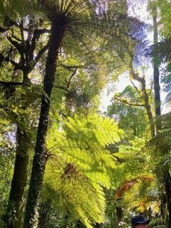 The Story of the Silver Fern — From Aotearoa to Wildside Gifts Jewellery
